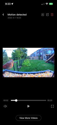 Northern Cardinal observed by data_nerd
