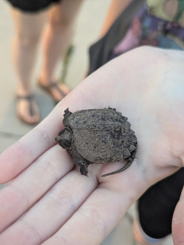 Common Snapping Turtle observed by nohwell
