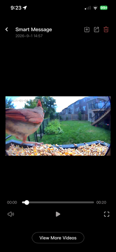 Northern Cardinal observed by data_nerd