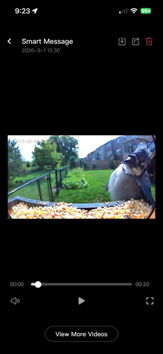 Blue Jay observed by data_nerd
