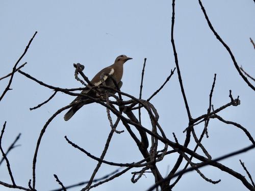 White-winged Dove observed by kathrynwells333