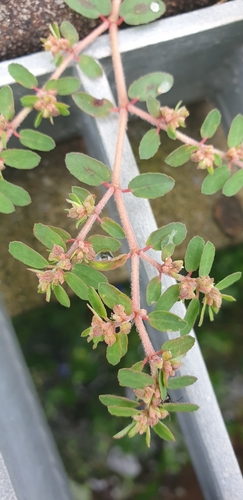 Spotted spurge
