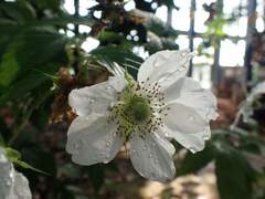 Rubus okinawensis