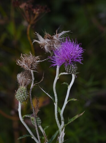 Flodman's thistle
