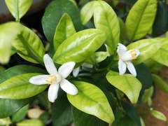 Citrus deliciosa
