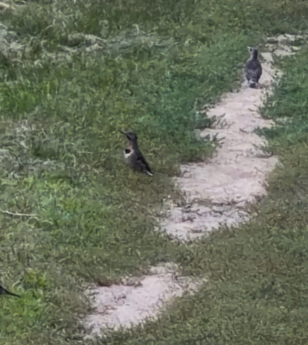 Northern Flicker observed by alliebeans7