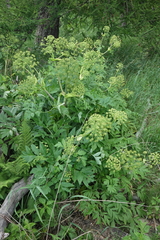 Angelica decurrens, photograph (c) Oleg Kosterin, some rights reserved (CC BY)