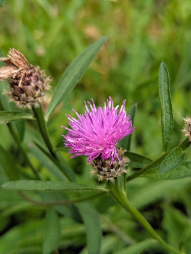 black knapweed