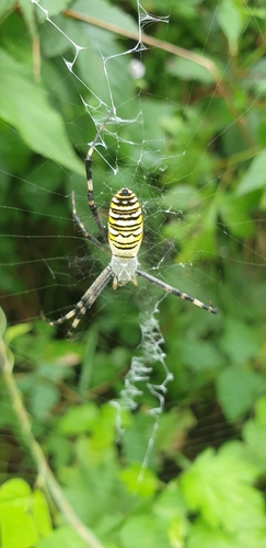 Wasp Spider