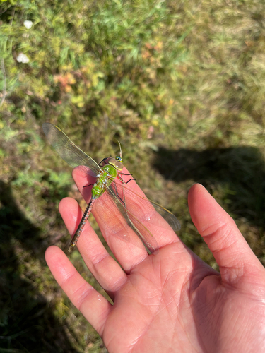 Common Green Darner