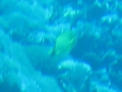 Chaetodontidae