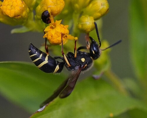 Catskill Potter Wasp