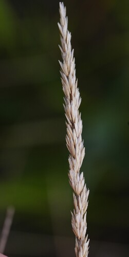 Prairie Junegrass