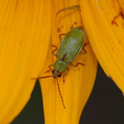 northern corn rootworm