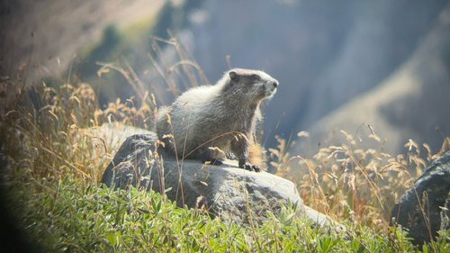 Hoary Marmot observed by zeledonia10