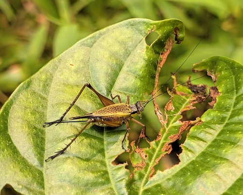 Nisitrus vittatus, 2026-09-01