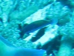 Cirrhilabrus chaliasi