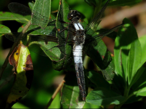 Chalk-fronted Corporal photo 6