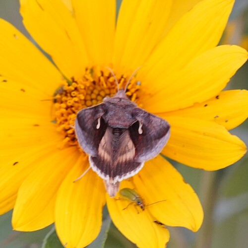 Celery Looper Moth