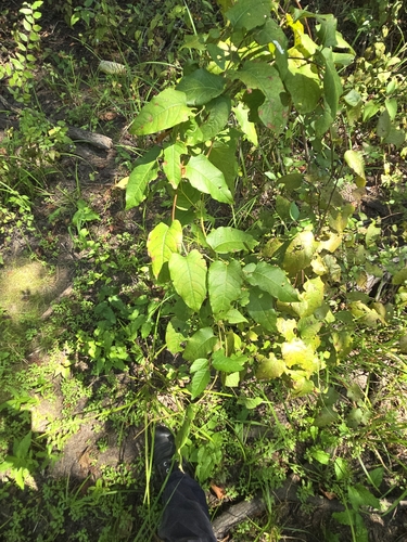 Brunnichia ovata, photograph 4