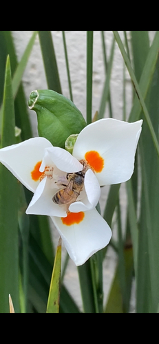 Western Honey Bee