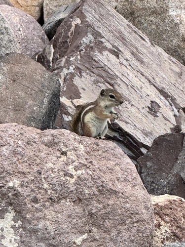 Juancito observed by pconde