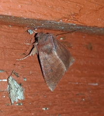 Orthosia transparens