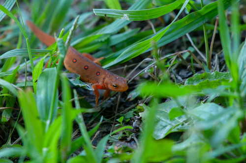 Eastern Newt observed by whippoorwill23