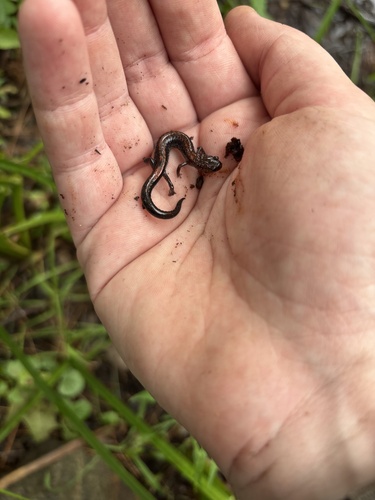 Eastern Red-backed Salamander observed by oliviagaetz
