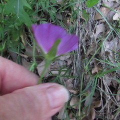 Callirhoe involucrata