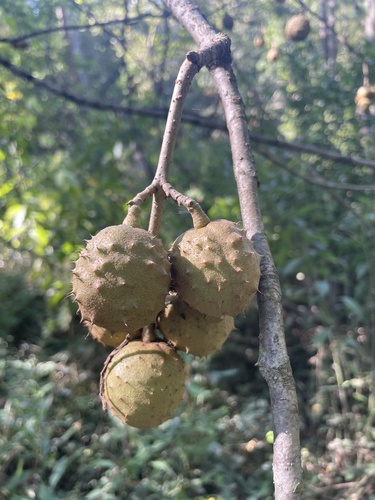 Ohio buckeye