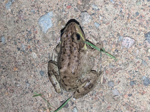 Green Frog observed by ivy864