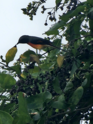 Small Minivet
