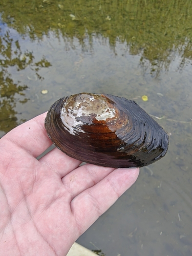 Yukon Floater
