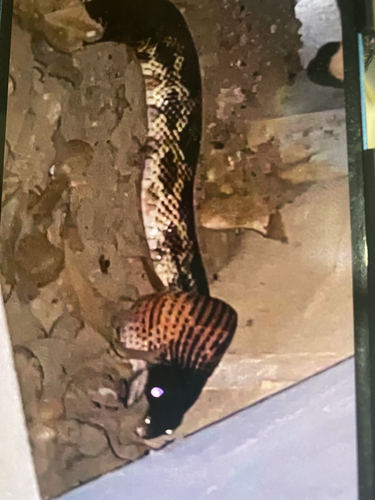 Western Ratsnake observed by anna18410