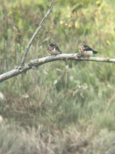 Barn Swallow observed by bogsnail