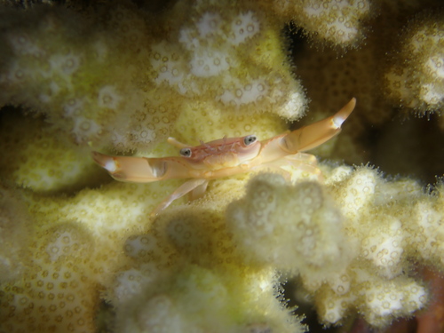 Trapezia cymodoce observed 2026-08-08