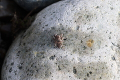 Habronattus hirsutus