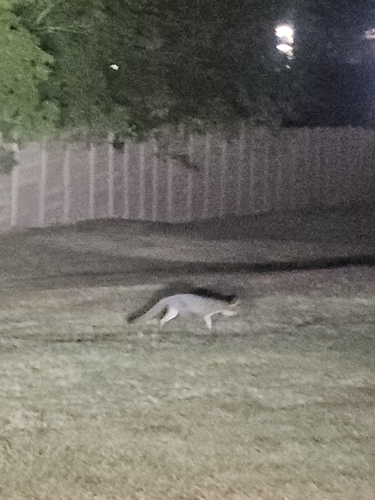 Gray Fox observed by gia67545
