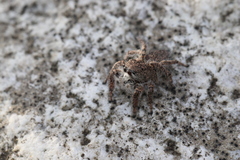 Habronattus hirsutus