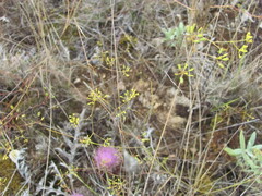 Bupleurum rigidum, photograph (c) zebedeugalinha, some rights reserved (CC BY)