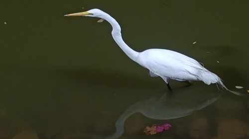 Garça-branca-grande observed by geraldomorais
