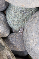 Habronattus hirsutus