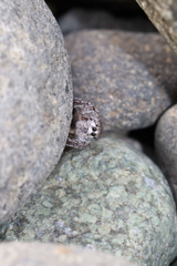 Habronattus hirsutus