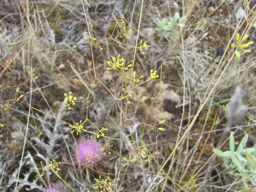 Bupleurum rigidum, photograph 5