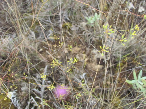 Bupleurum rigidum, photograph 3