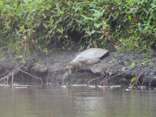 Eastern Spiny Softshell observed by susnyder