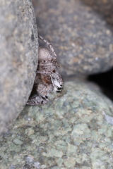 Habronattus hirsutus