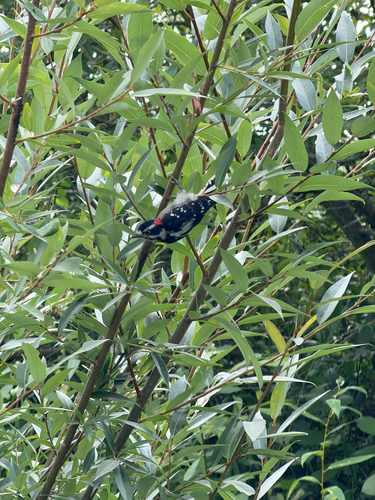Downy Woodpecker observed by shilan_rosehip