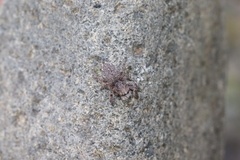 Habronattus hirsutus